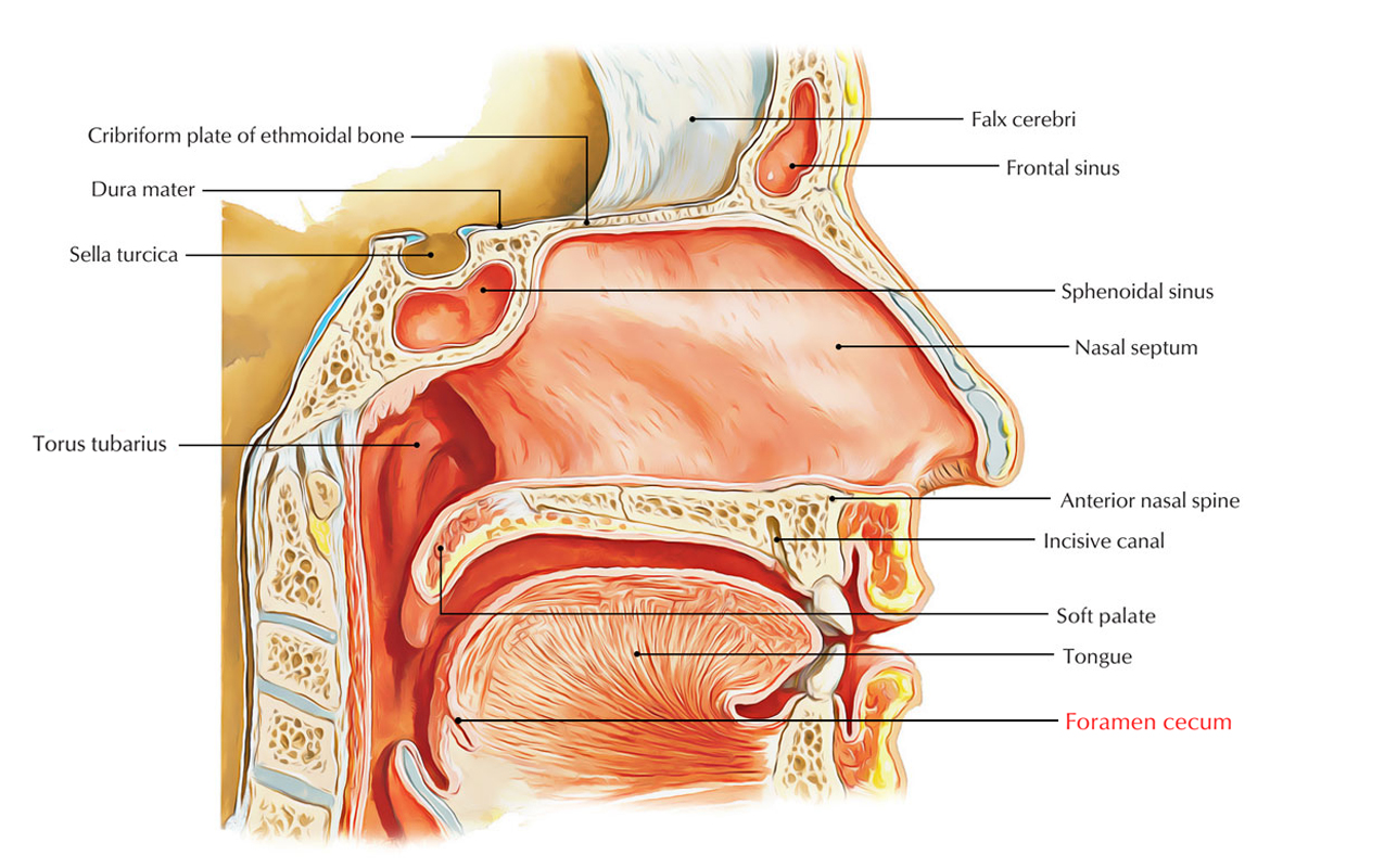 Foramen Cecum of Tongue