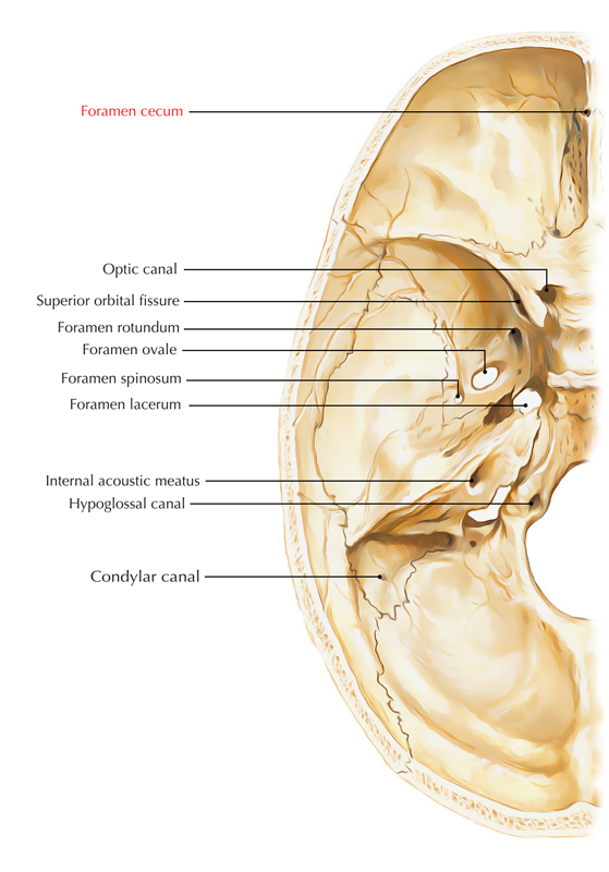 Foramen Cecum of Frontal Bone