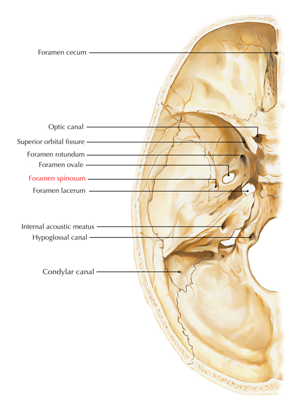 Foramen Spinosum