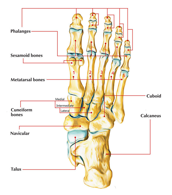 Metatarsals Anatomy - Anatomy Drawing Diagram