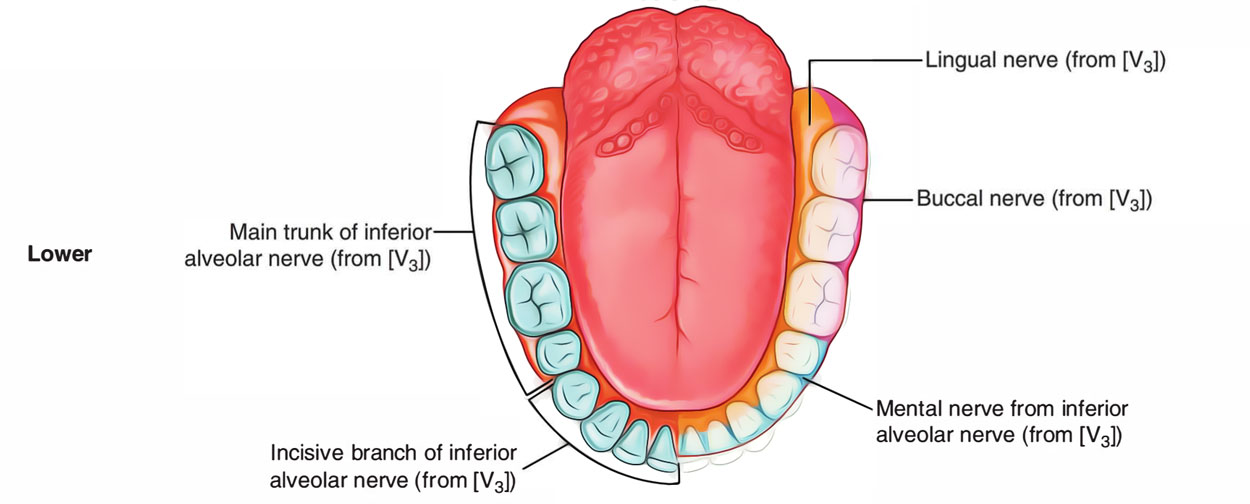 Gingiva Innervation