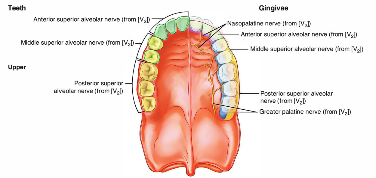 Gingiva