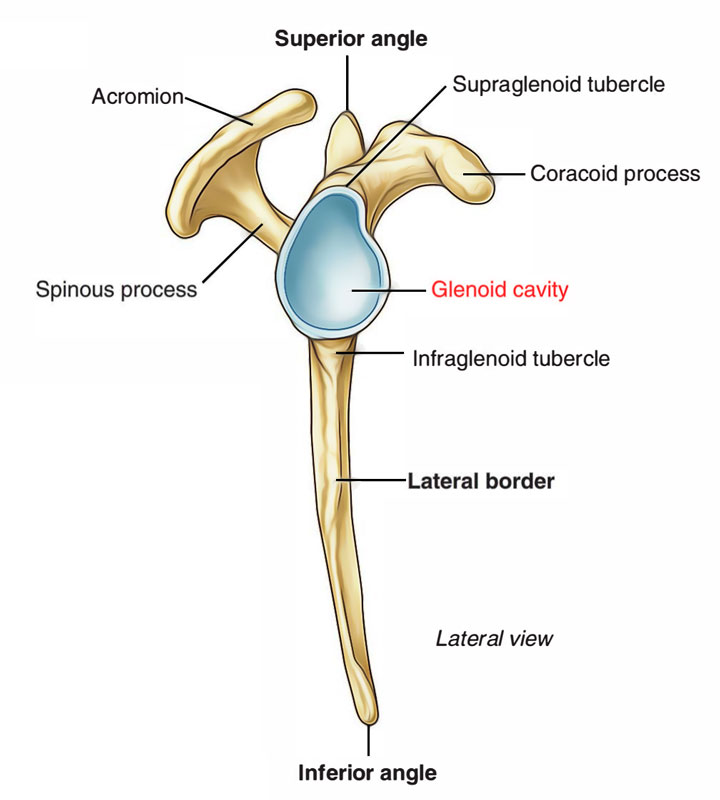 Lateral View of Glenoid Cavity