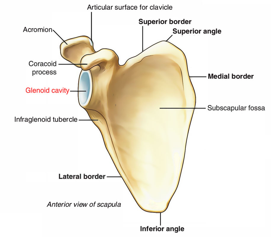 Anterior View of Glenoid Cavity