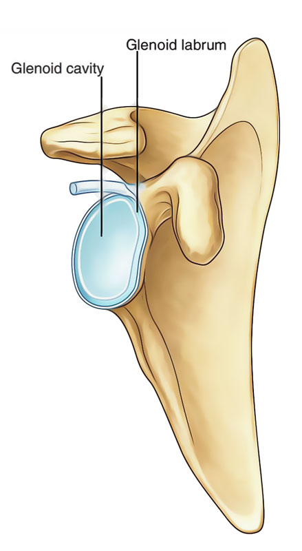 Glenoid Labrum