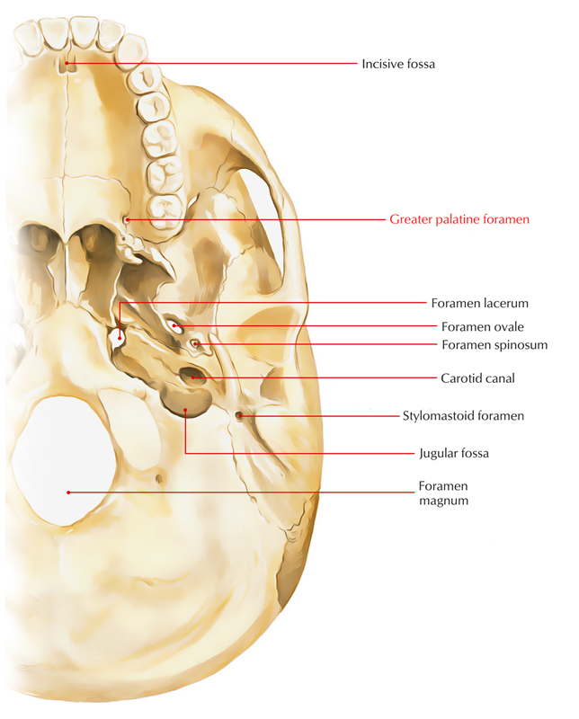 Greater Palatine Foramen