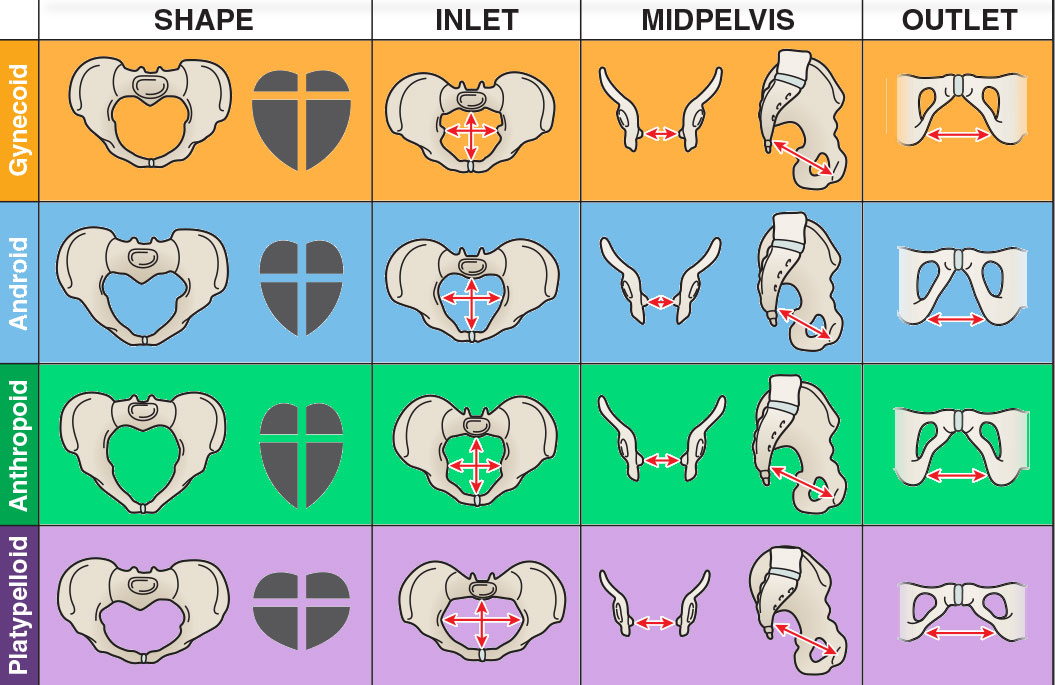 Types of Bony Pelvis