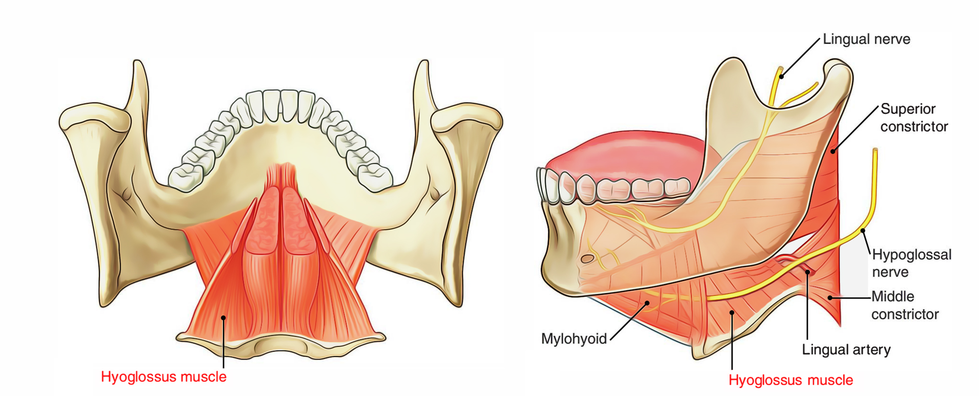 Hyoglossus Muscle