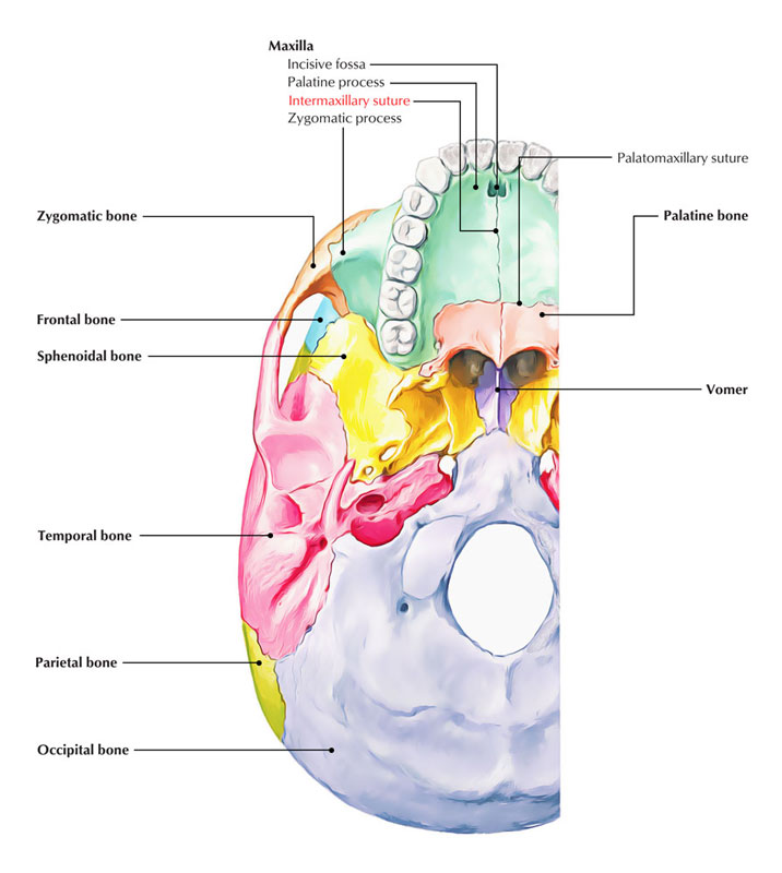 Intermaxillary Suture – Median Suture