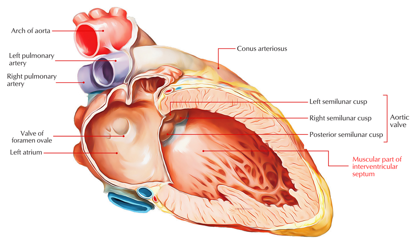 Interventricular Septum: Parts