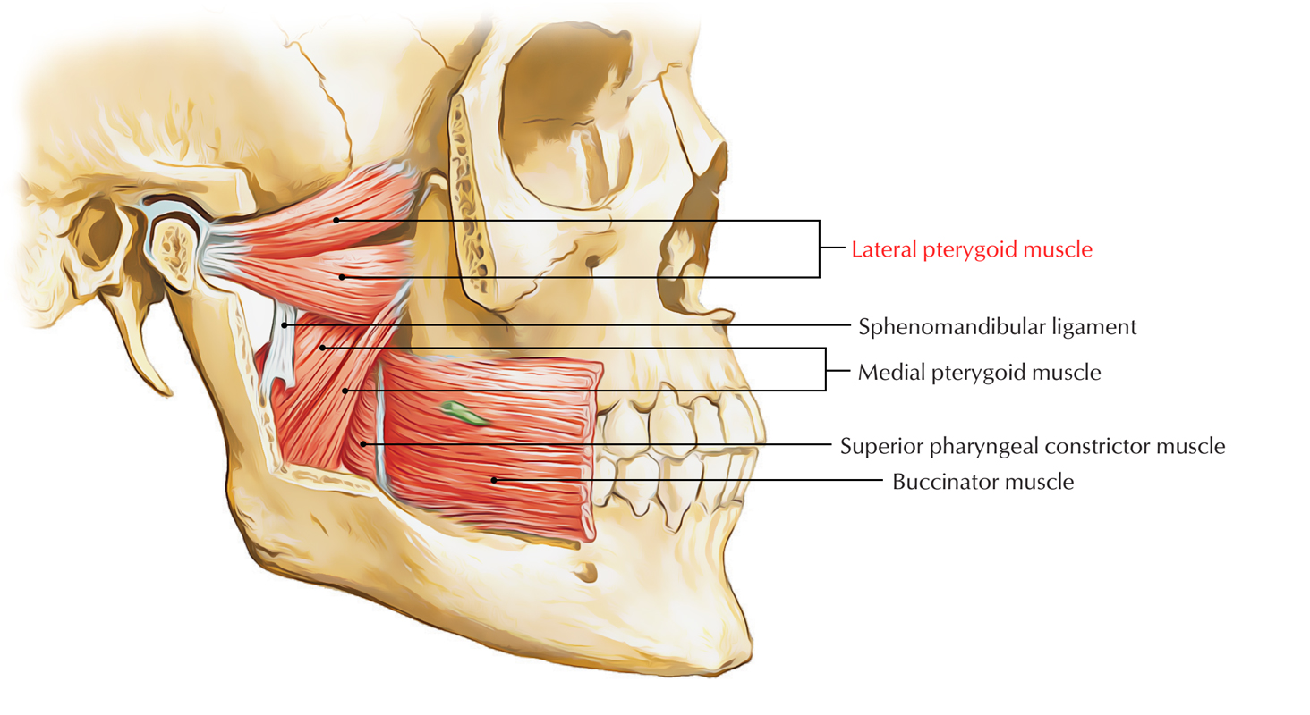 Lateral Pterygoid Muscle