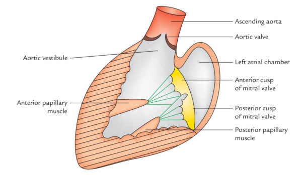 Left Atrium Earths Lab Biology Diagrams
