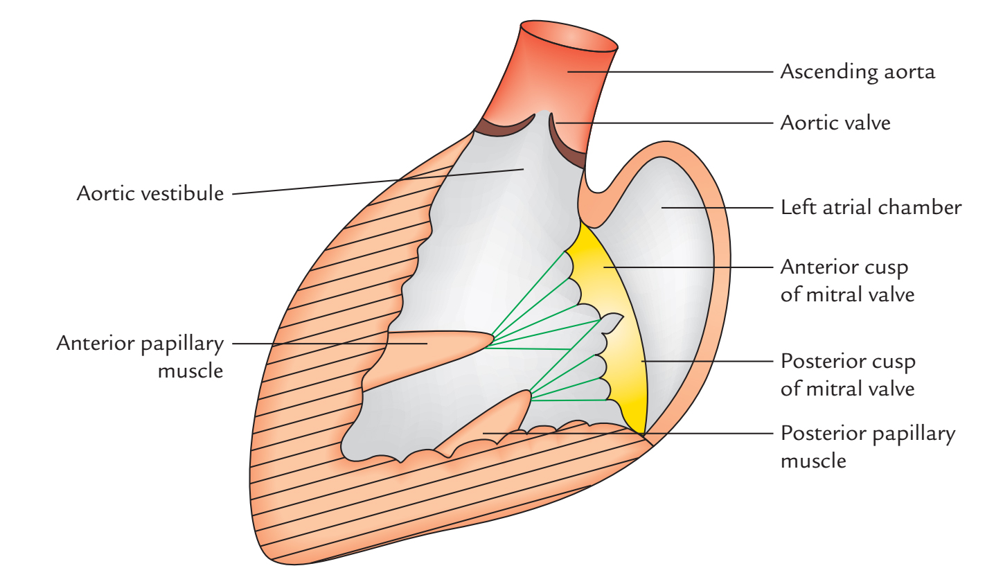 Left Atrium: Internal Features