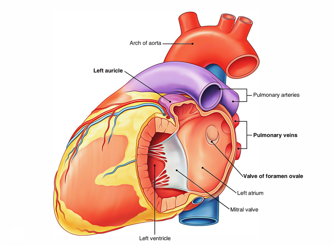 Left Atrium: Openings