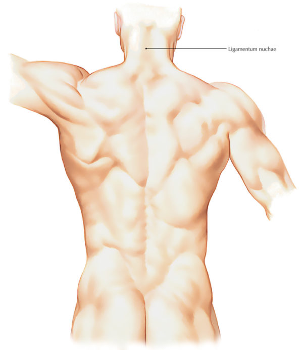 Ligamentum Nuchae Earth's Lab