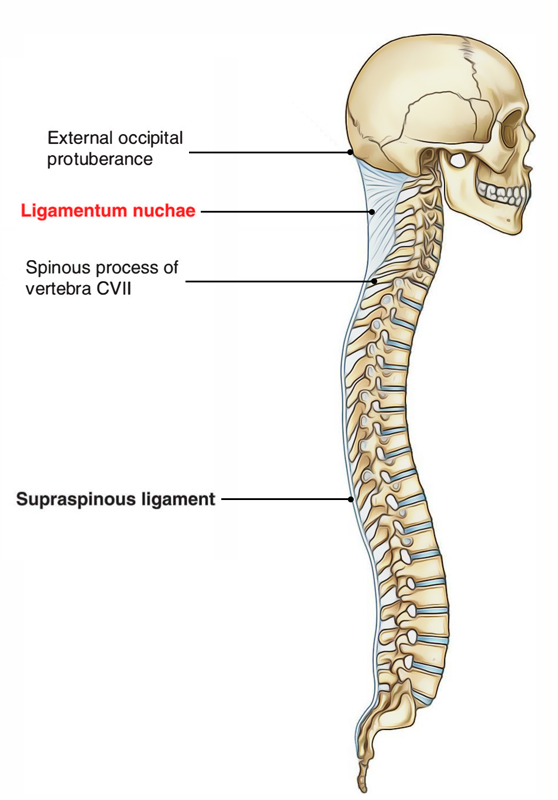 Ligamentum Nuchae Earth's Lab