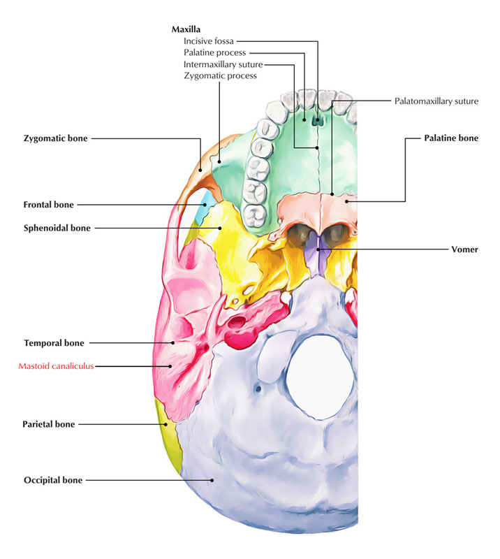 Mastoid canaliculus