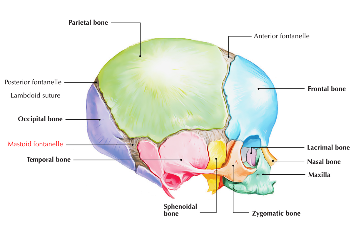 Mastoid Fontanelle