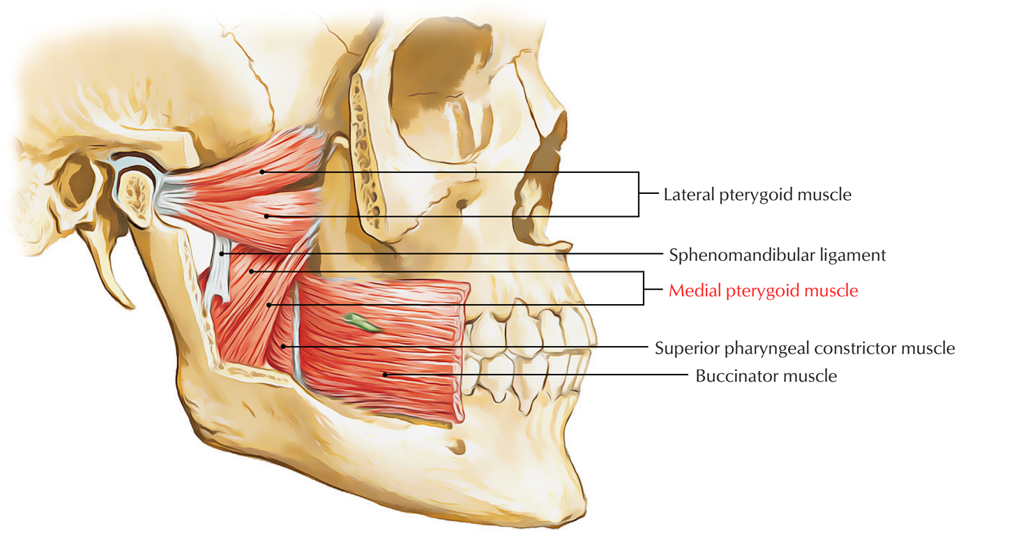 Medial Pterygoid Muscle