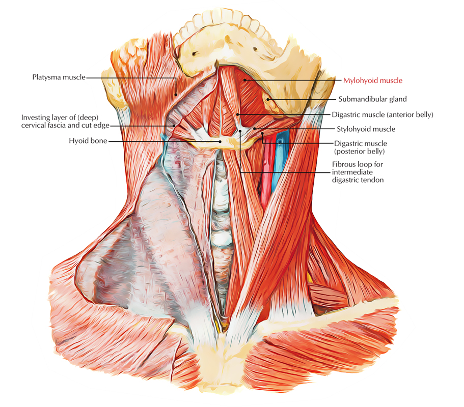 Mylohyoid Muscle