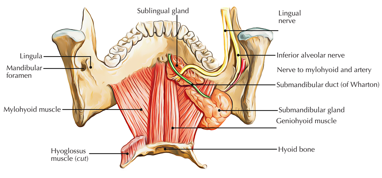 Mylohyoid Muscle 