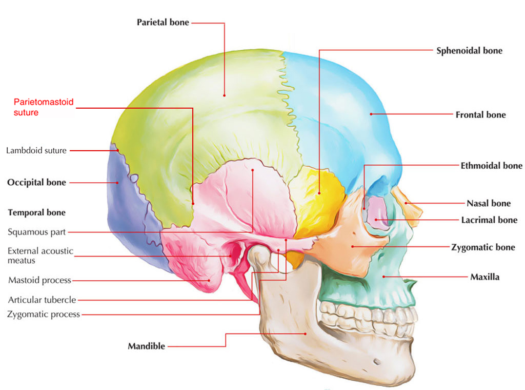 Parietomastoid Suture