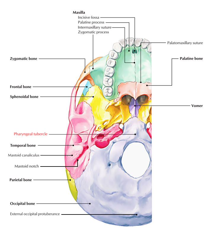 Pharyngeal Tubercle