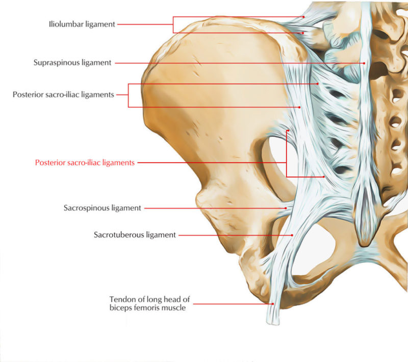 Posterior Sacroiliac Ligament – Earth's Lab