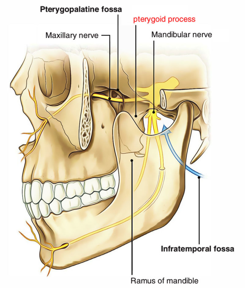 Pterygoid process – Earth's Lab