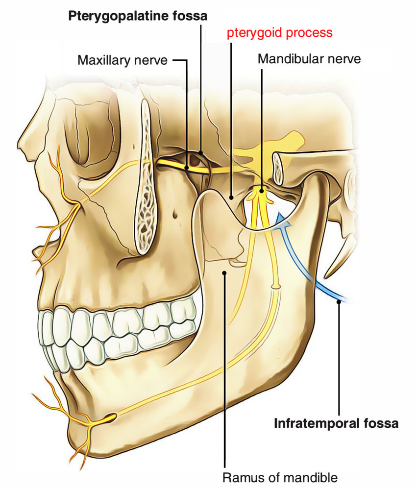 Pterygoid process