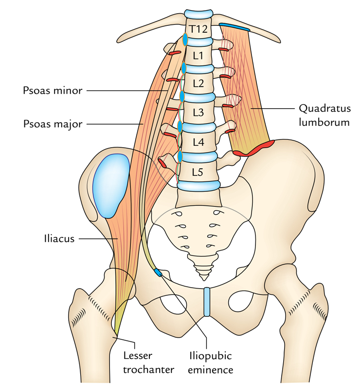 Quadratus Lomborum: Insertion