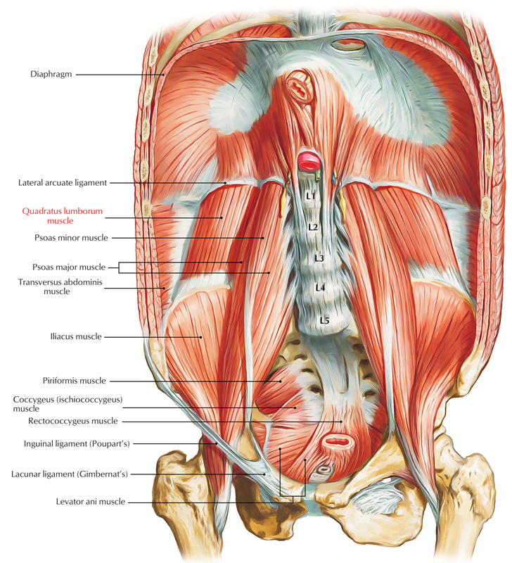 Quadratus Lumborum – Earth's Lab