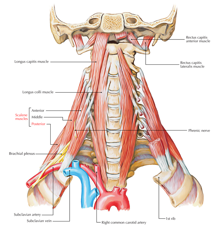 Posterior Scalene Muscle