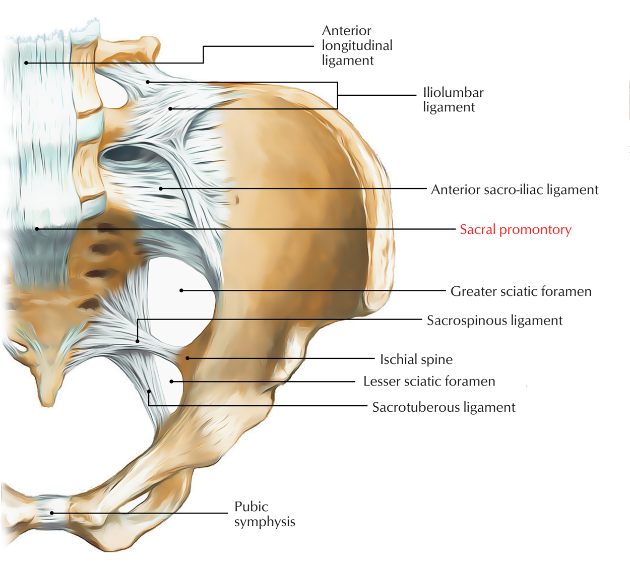 Sacrum - sacral promontory - Pocket Anatomy