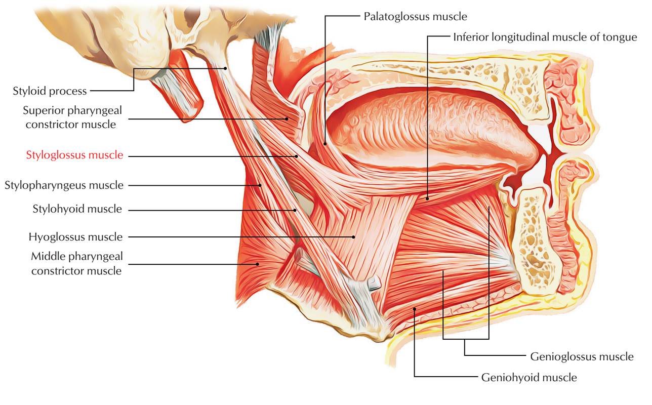 Styloglossus Muscle