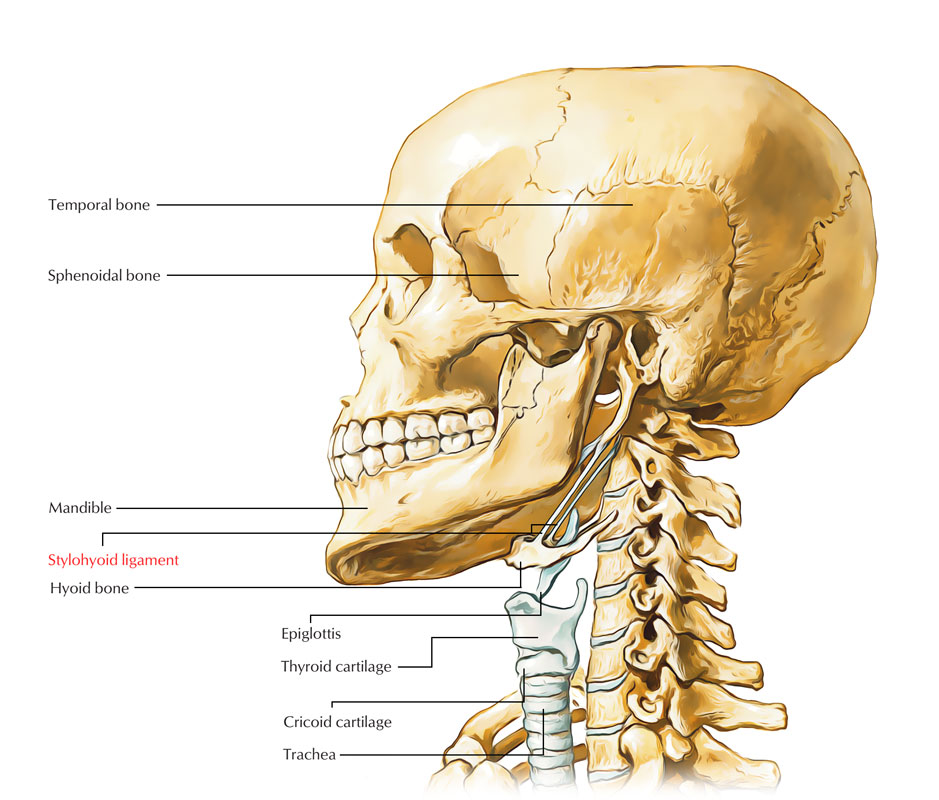 Stylohyoid Ligament
