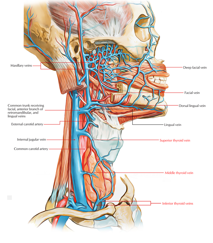 Veins of Thyroid