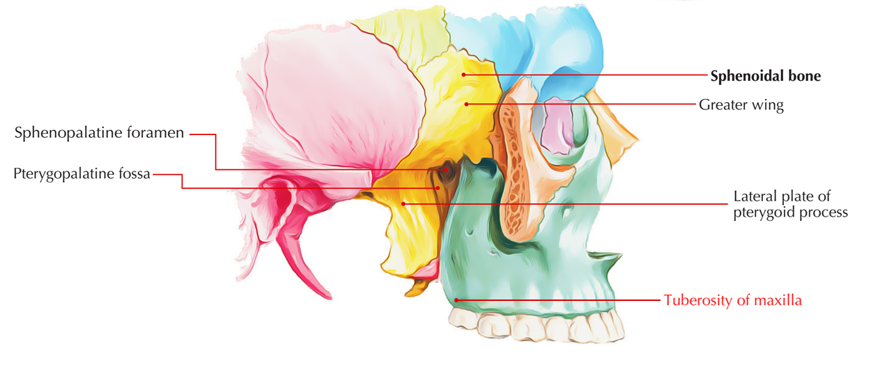 Maxillary Tuberosity