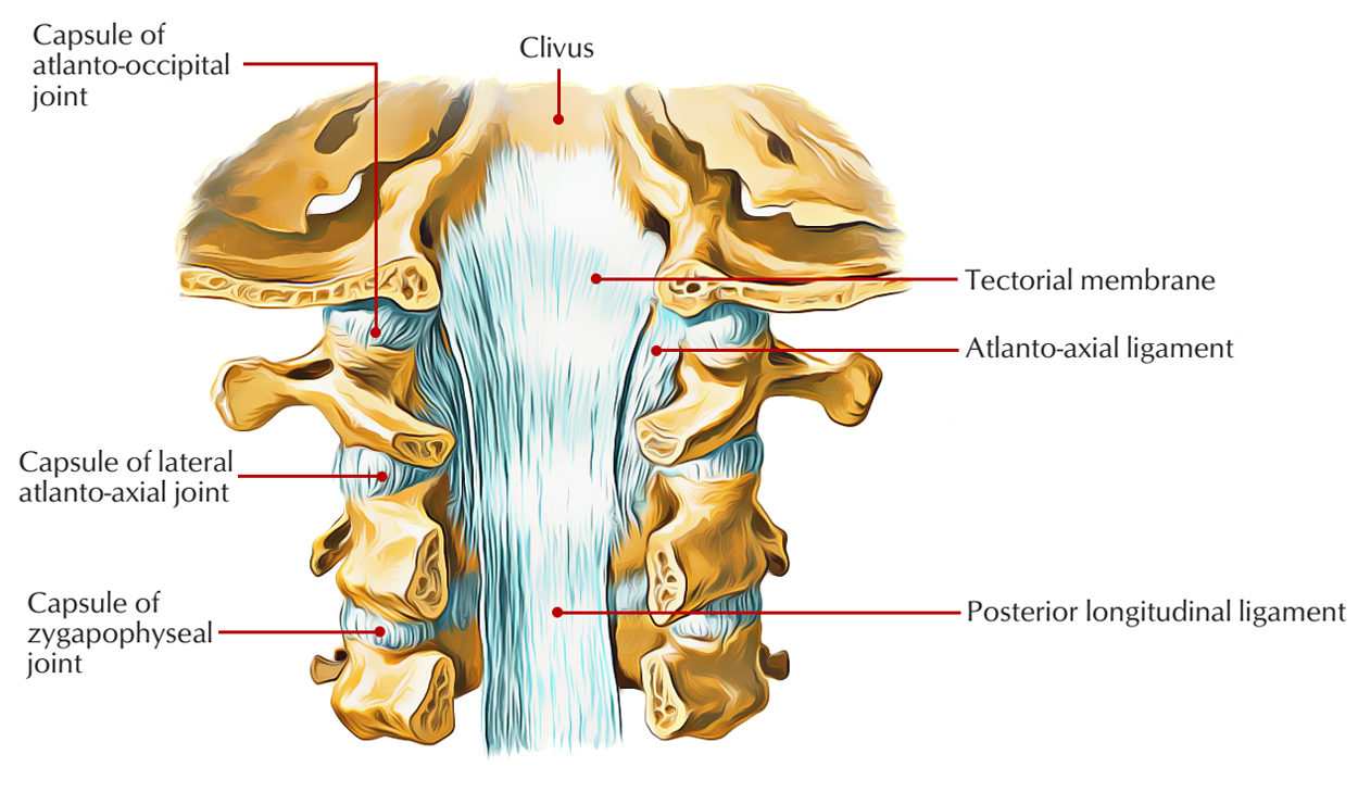 Zygapophyseal Joints Facet Joints Earths Lab