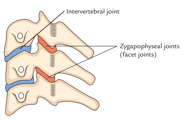 Zygapophyseal Joints (Facet Joints)