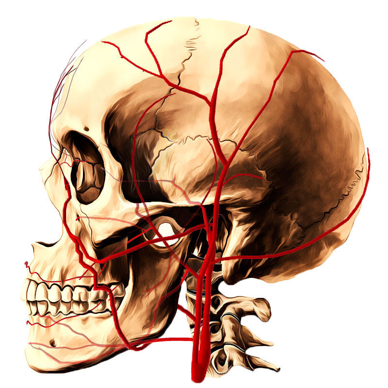 lingual artery