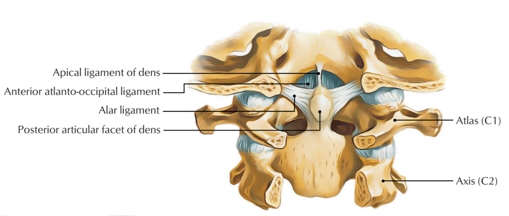 Dens (Odontoid Process) – Earth's Lab