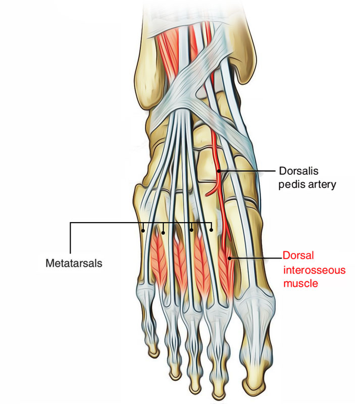 Fourth Metatarsal Surface