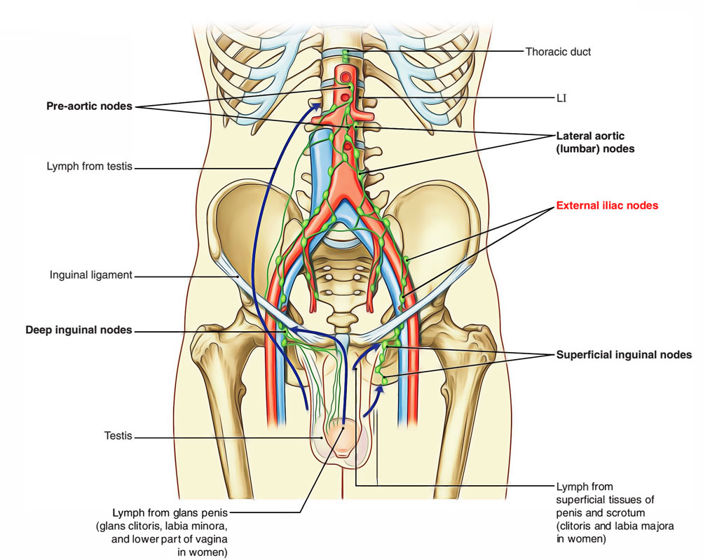 External iliac nodes