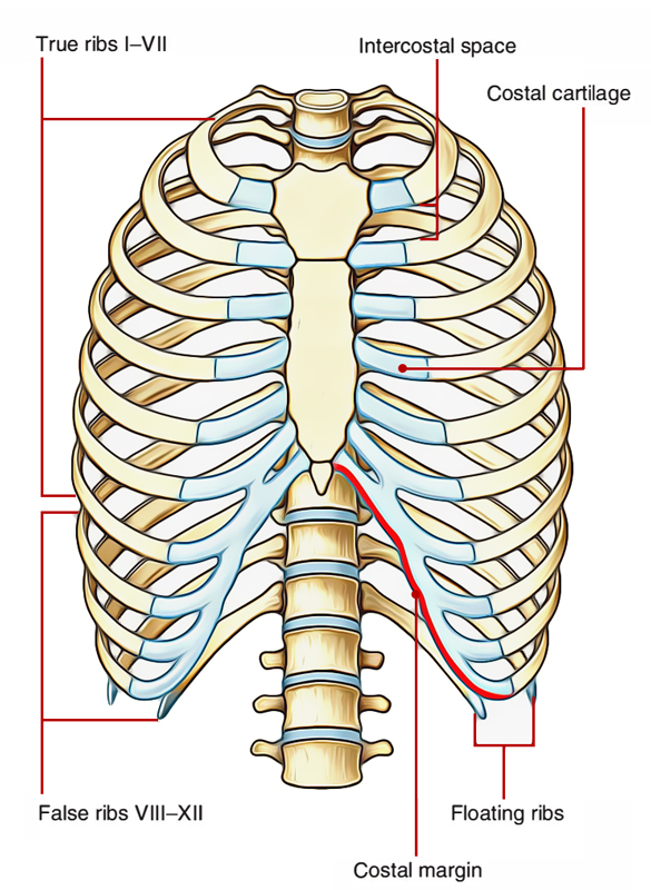 False Ribs