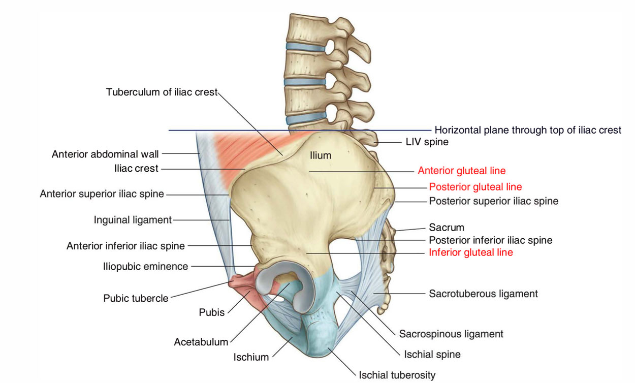 Intermediate Zone of Iliac Crest