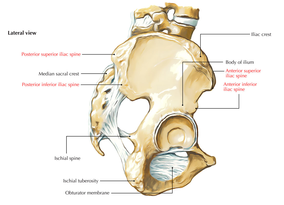 Iliac Spine Projections 