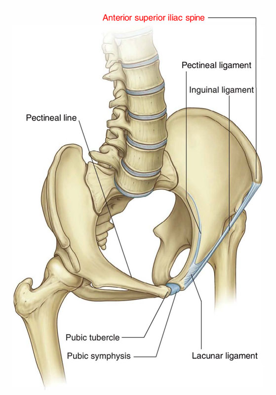 Iliac Spine