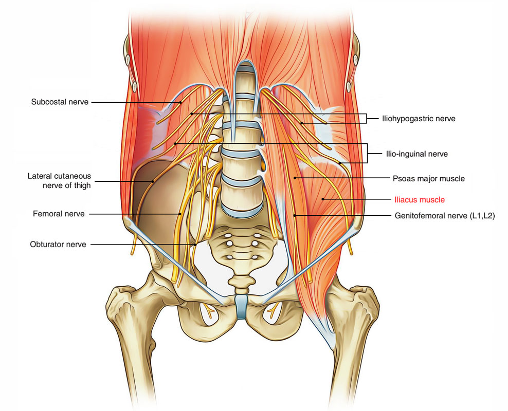 Iliacus Muscle