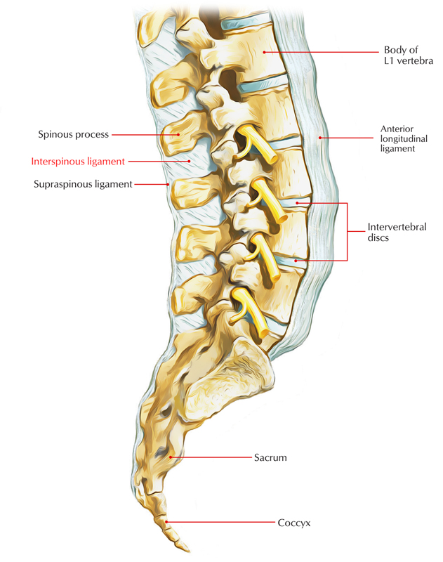 Interspinous Ligaments